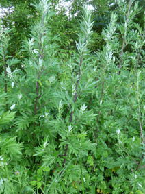 Artemisia vulgaris